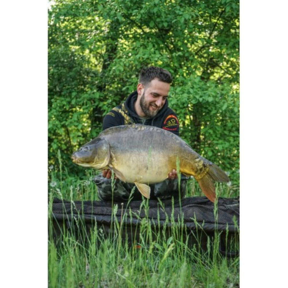 Tier, Fische, Leben im Meer, Karpfen