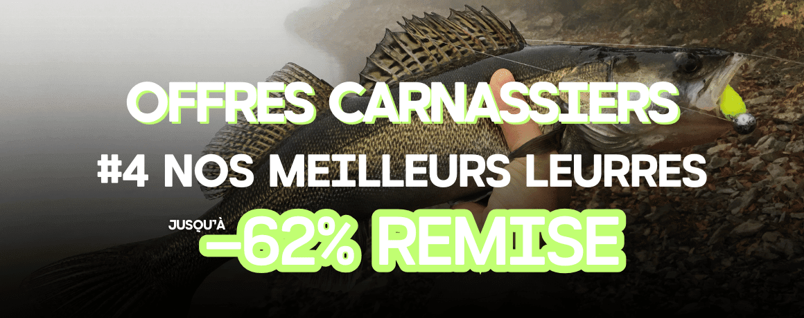 Tier, Leben im Meer, Fische, Barsch