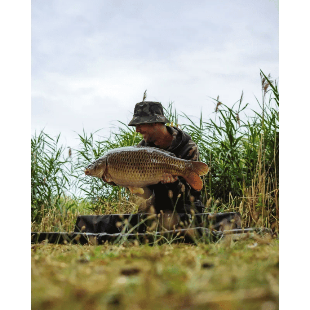 Tier, Fische, Leben im Meer, Karpfen