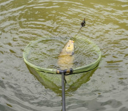 Fischen, Im Freien, Wasser, Karpfen, Leben im Meer
