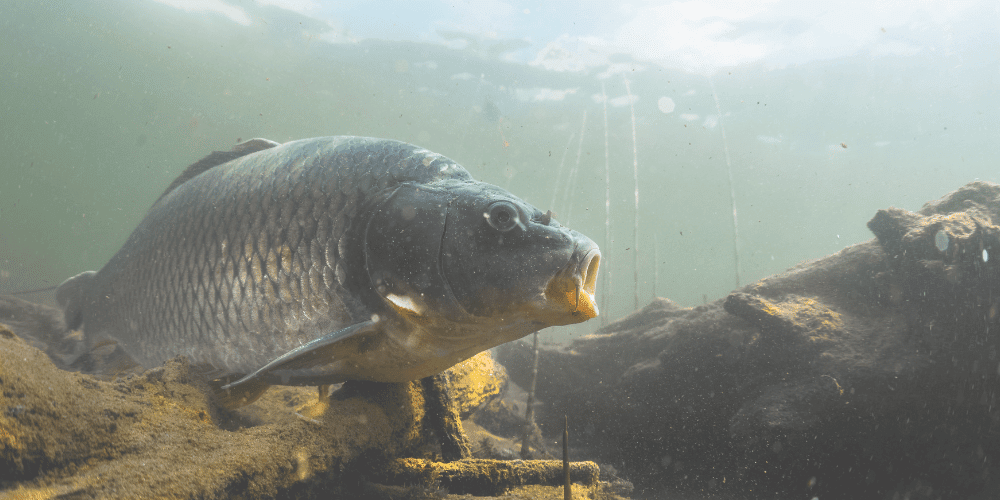 Tier, Fische, Leben im Meer, Karpfen