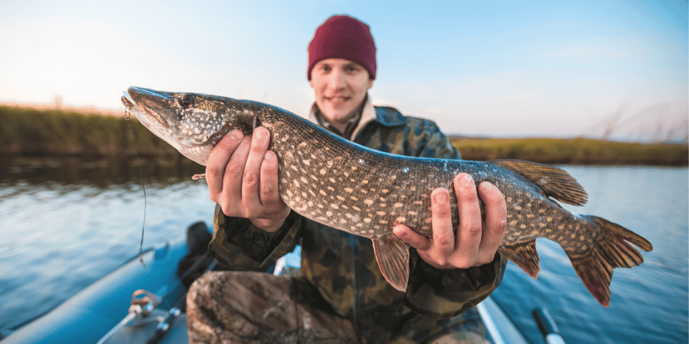 Tier, Fische, Leben im Meer, Hecht