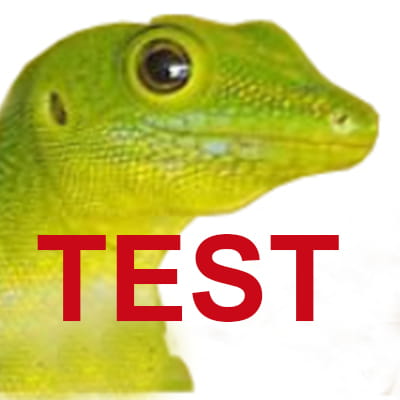 Gecko, Eidechse, grünes Tier, Nahaufnahme, Augen
