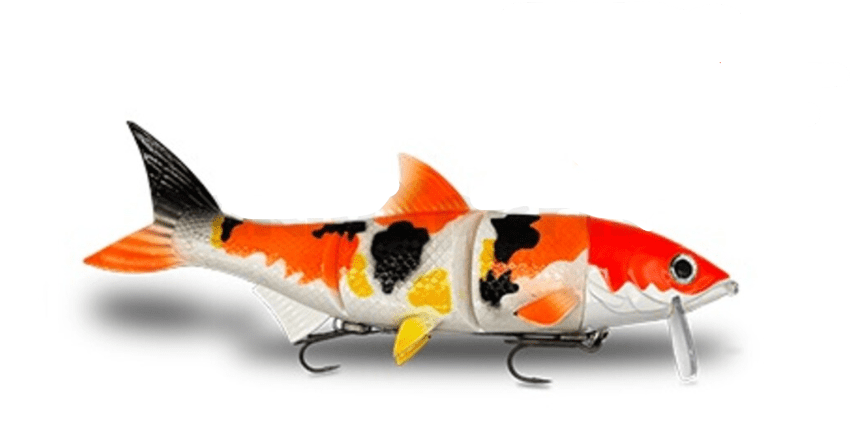 Koi-Karpfen, Karpfenköder, Gummiköder, Kunstköder, Ornamentfisch