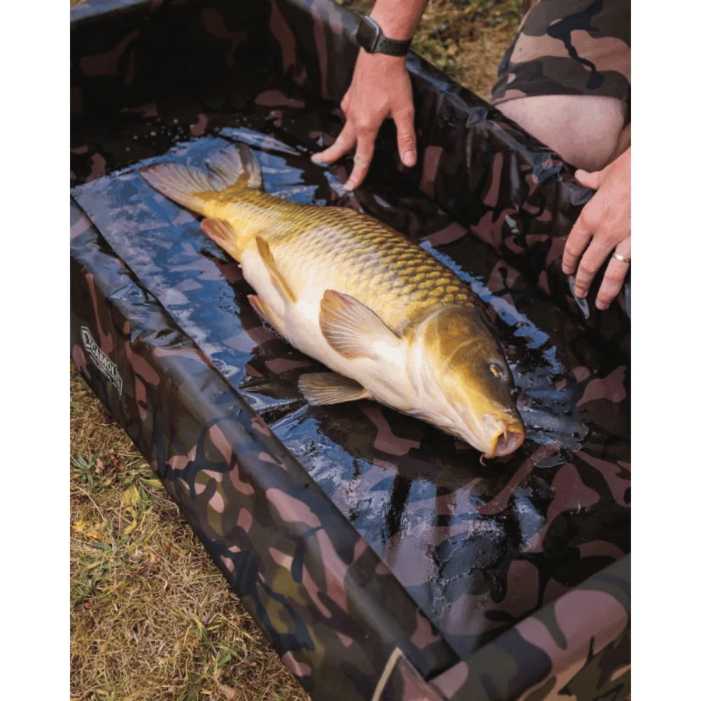 Tier, Fische, Leben im Meer, Karpfen, Armbanduhr