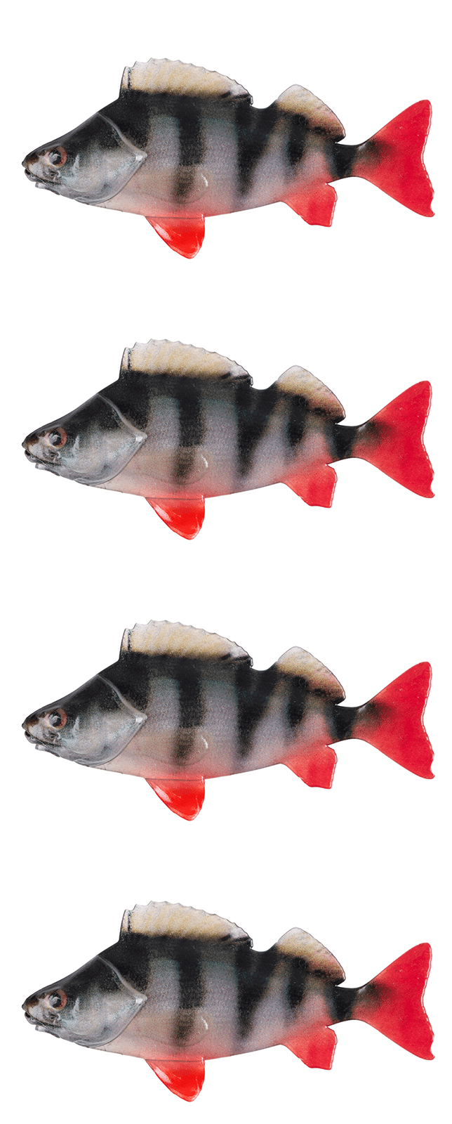 glasfish, silber-schwarz, rotflossen, fisch, muster stripes