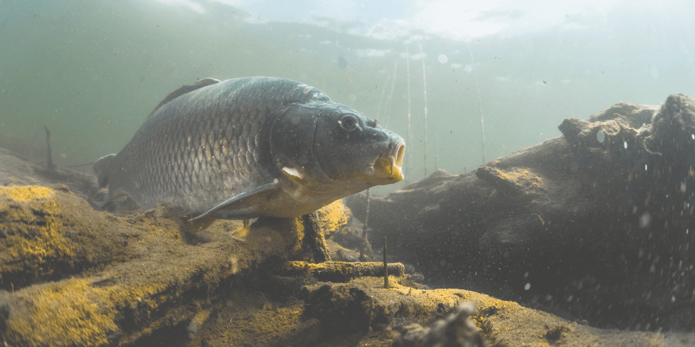 Tier, Fische, Leben im Meer, Karpfen