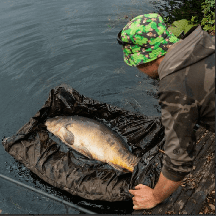 Tier, Fische, Leben im Meer, Person, Karpfen