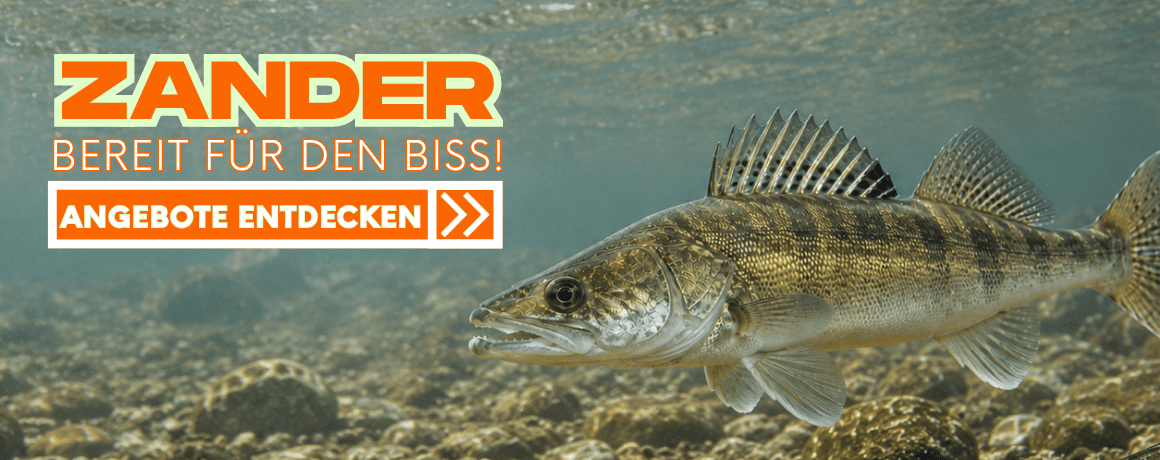 fisch, cobia, forelle, unterwasseraufnahme, lebendiger"