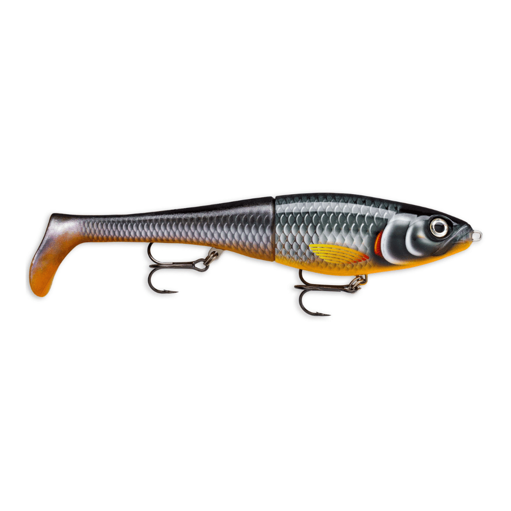 Tier, Fische, Leben im Meer, Köder zum Angeln