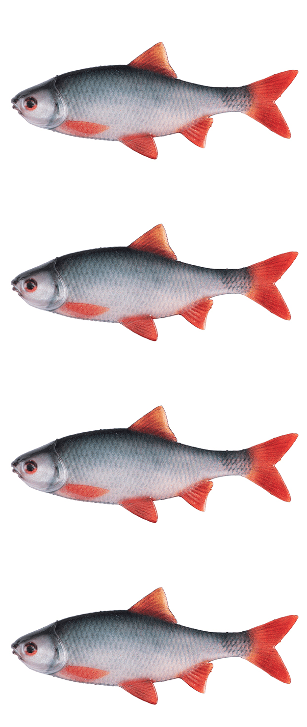 fisch, rotflossen, silber, körnig?, meer