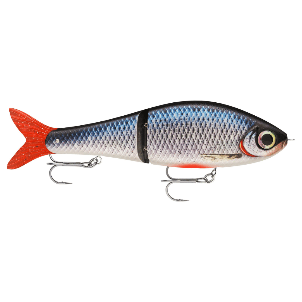 Tier, Fische, Leben im Meer, Köder zum Angeln