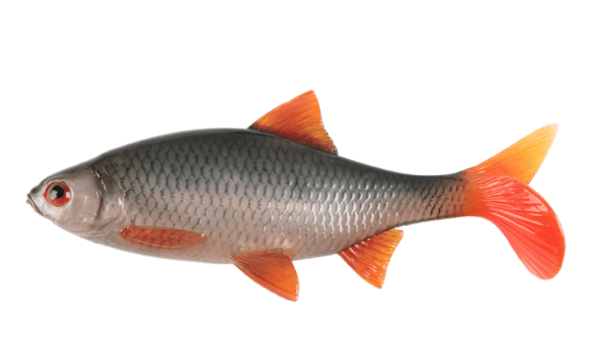 golden trout, orange fins, silver body, fish, tail fin orange