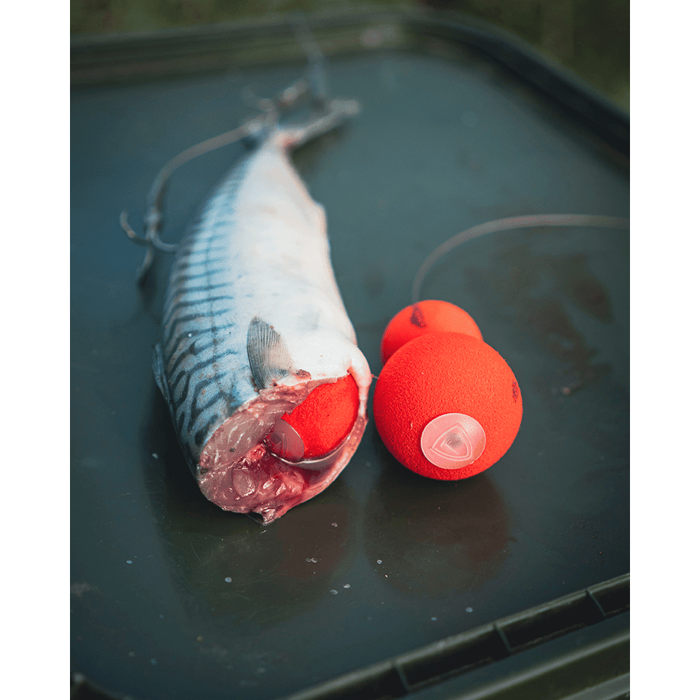 Tier, Fische, Leben im Meer