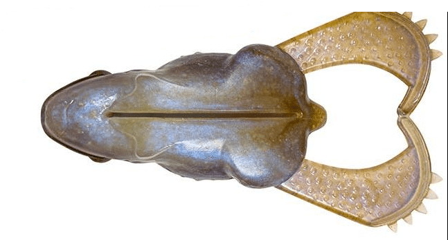 fisch, schnabel, aufschnittschlitz, fischzahn, tierisch