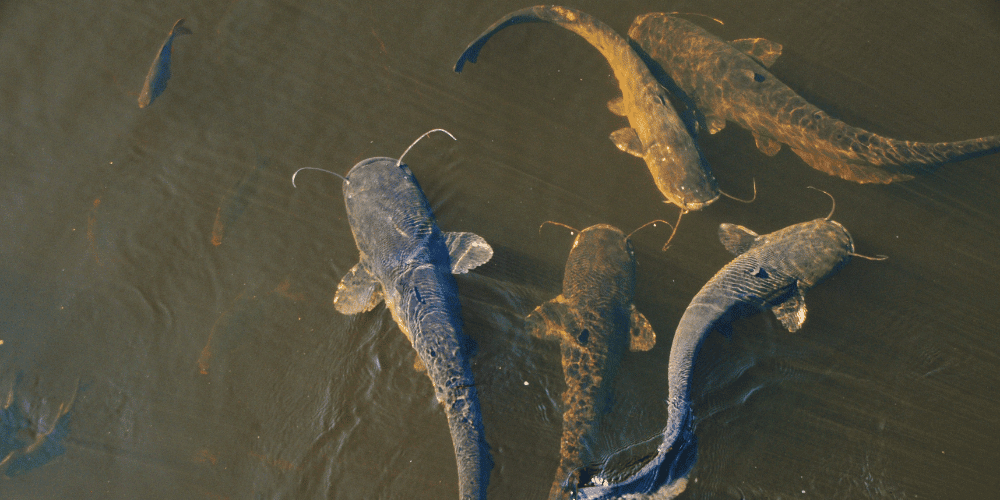 Aquatisch, Tier, Fische, Leben im Meer, Karpfen