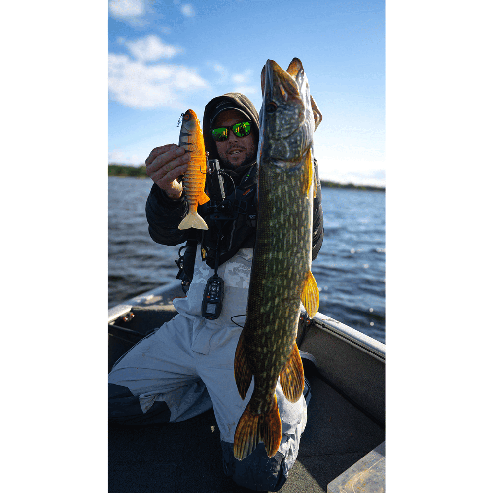 Sonnenbrille, Tier, Fische, Leben im Meer, Person