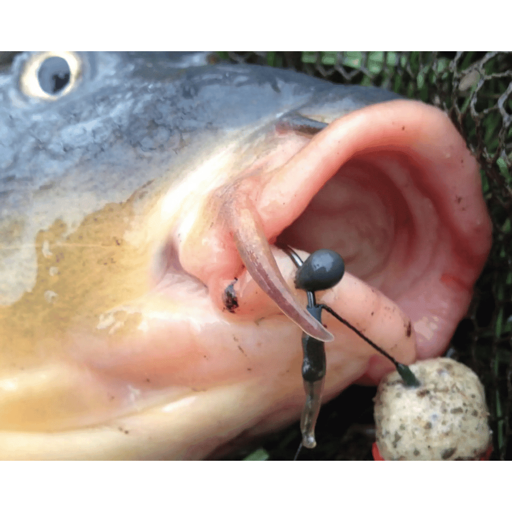 Tier, Fische, Leben im Meer