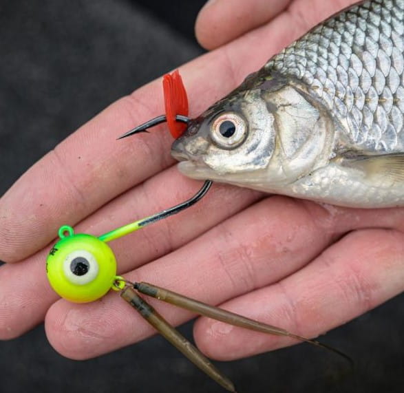 Fischköder, Tier, Fische, Leben im Meer
