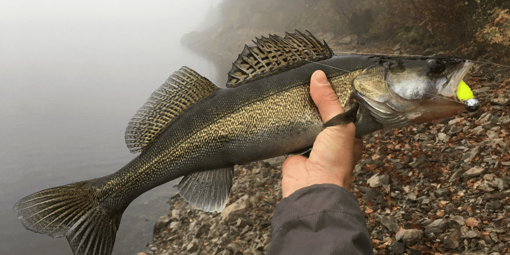Tier, Fische, Leben im Meer, Person, Barsch
