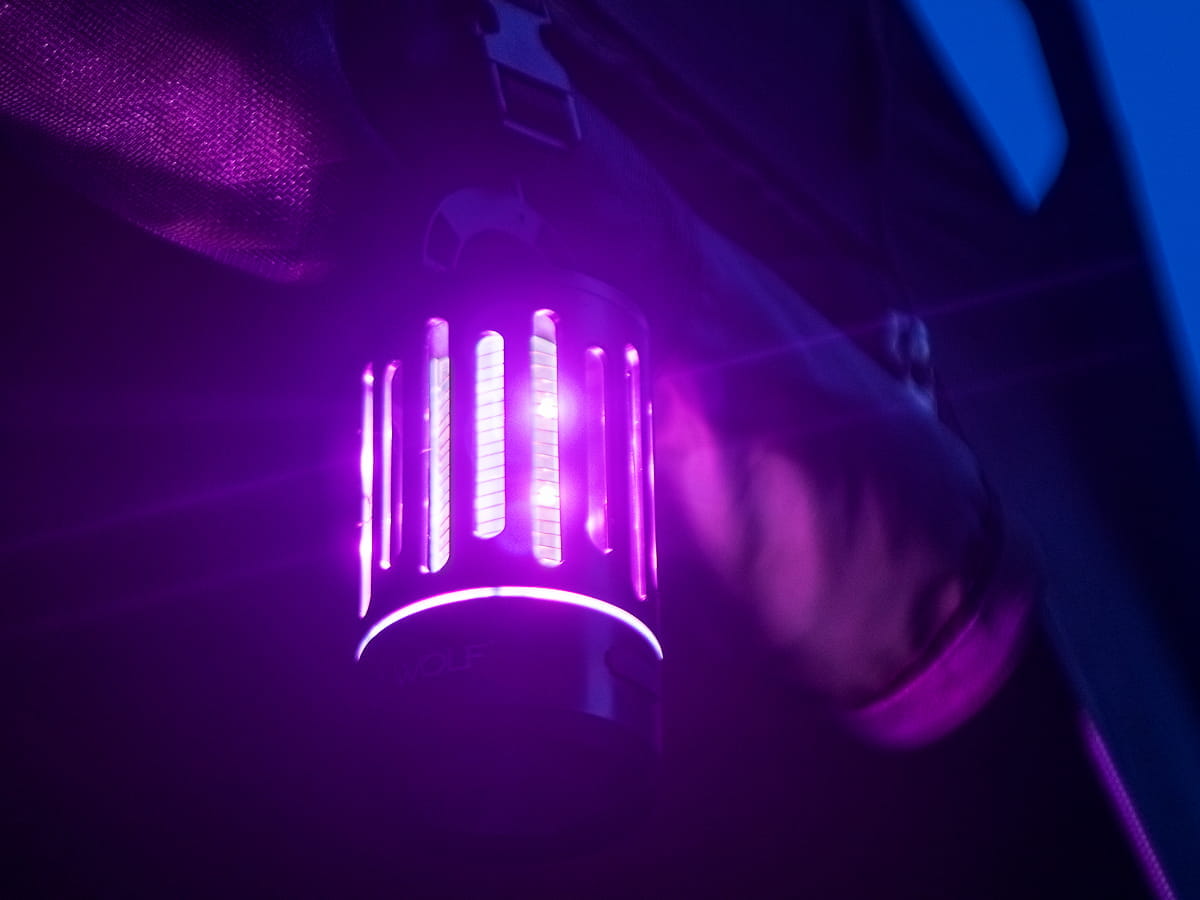 MZ-Pic-4 Wolf Mozzi Zappa