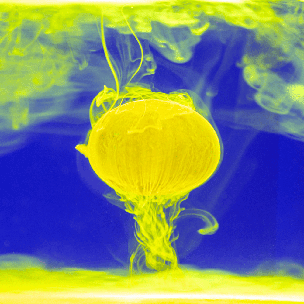 Tier, Leben im Meer, Wirbellose, Qualle