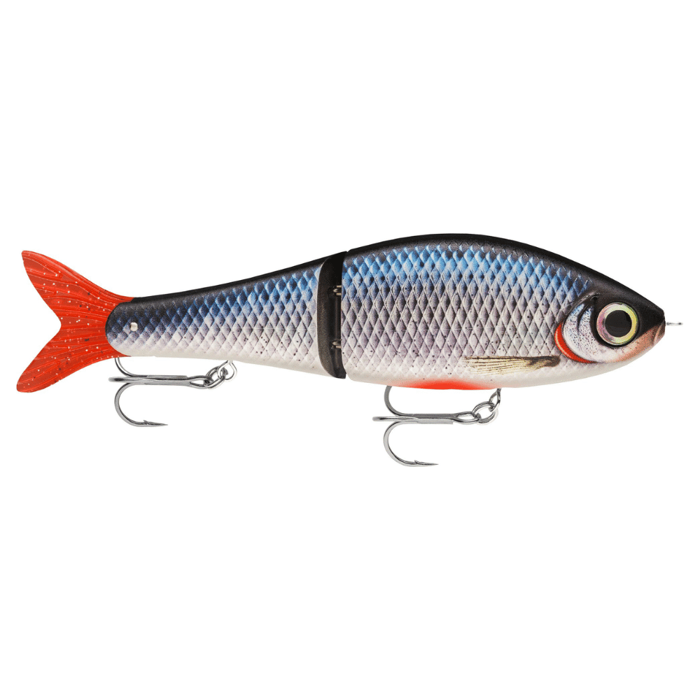 Tier, Fische, Leben im Meer, Köder zum Angeln