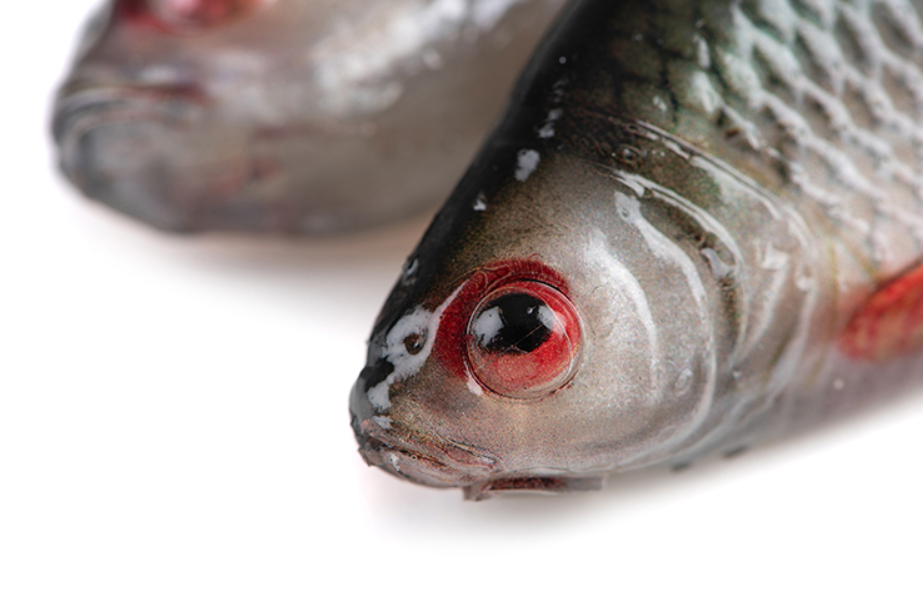 forelle, fisch, auge, kopf, schuppen