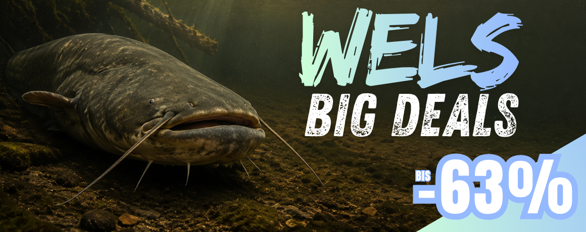 Wels, Wels-Katze, Anglerfisch, Unterwasserfisch, Großer Wels