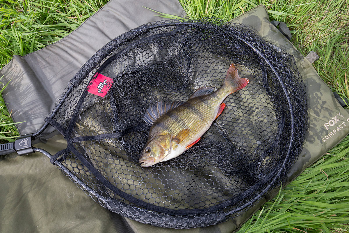 fisch, forelle, netz, angeltechnik, tauchtasche