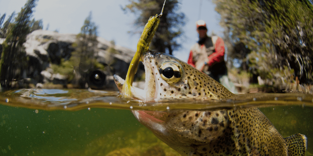 Aquatisch, Wasser, Fische, Forelle, Person
