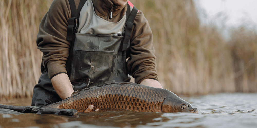 Tier, Karpfen, Fische, Leben im Meer, Person