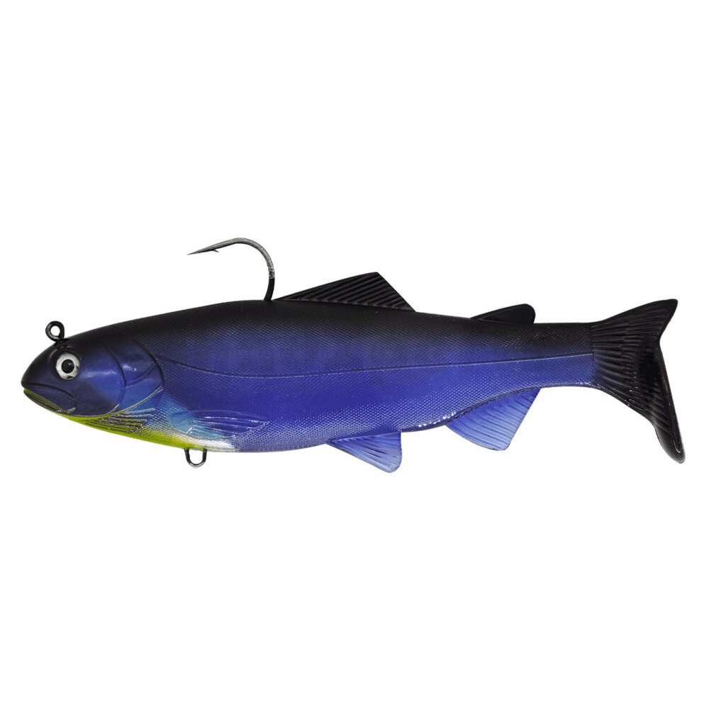 Tier, Fische, Leben im Meer, Coho