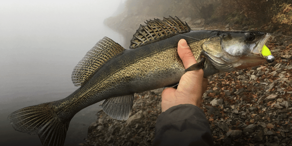 Tier, Fische, Leben im Meer, Person, Barsch