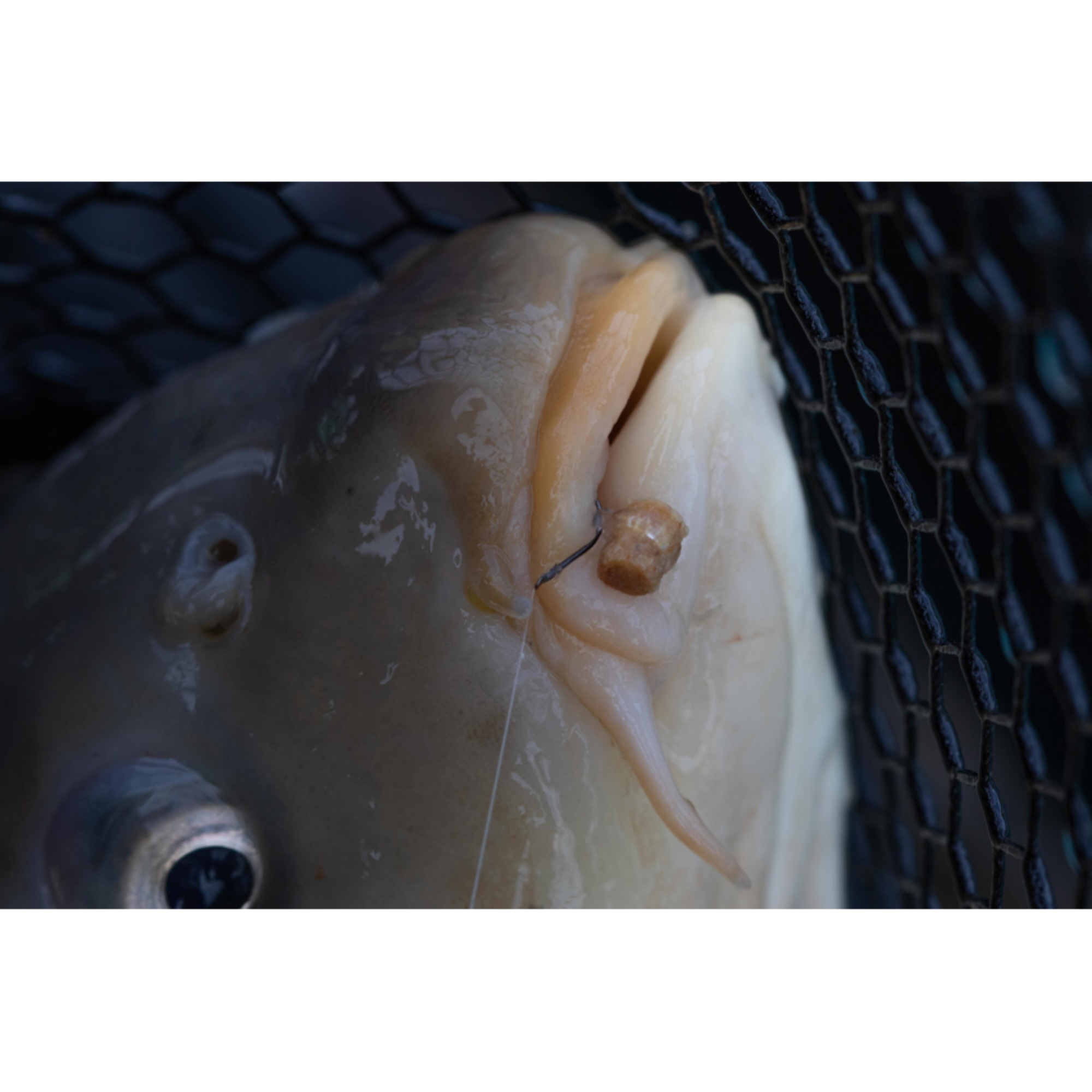 forehead, ear, Fleisch, Fisch, Hakenköder