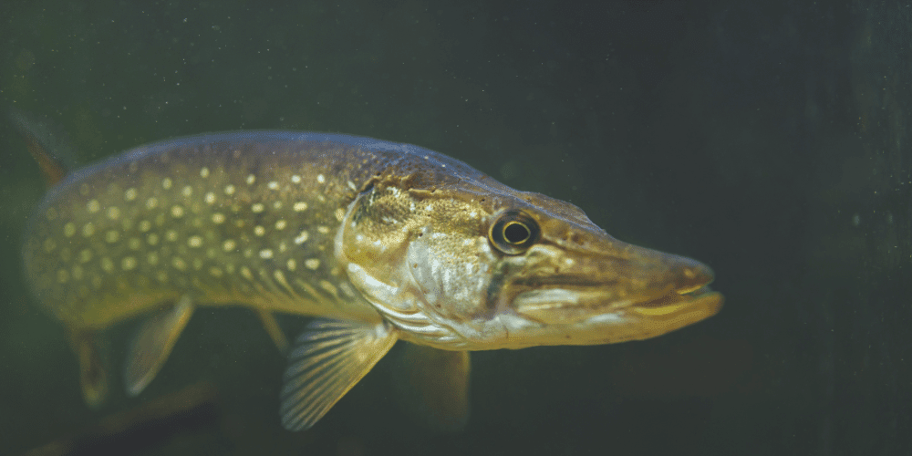Tier, Fische, Leben im Meer, Hecht