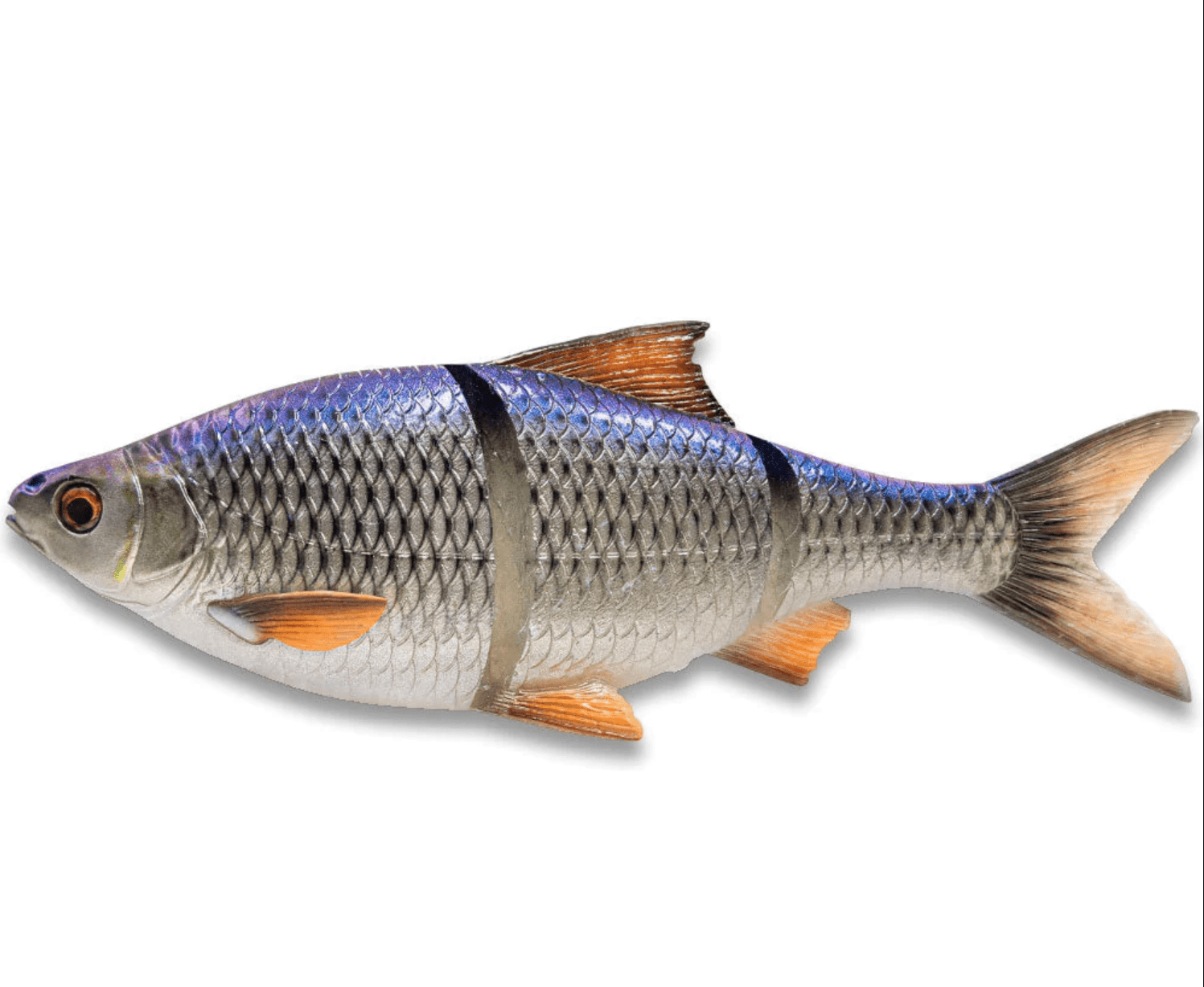 Fisch, Karpfen?, gefärbter Fisch, Schuppen, Flossenorange