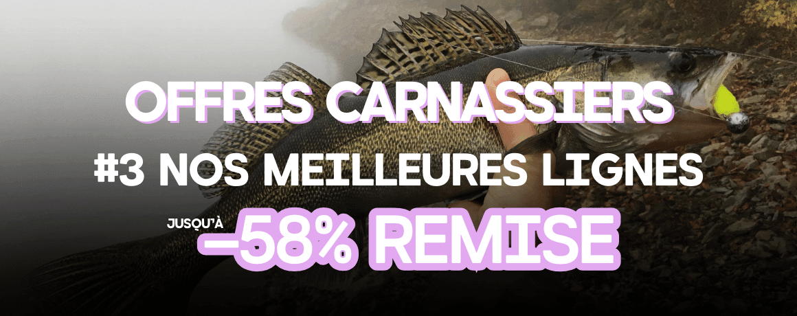 Tier, Leben im Meer, Fische, Barsch