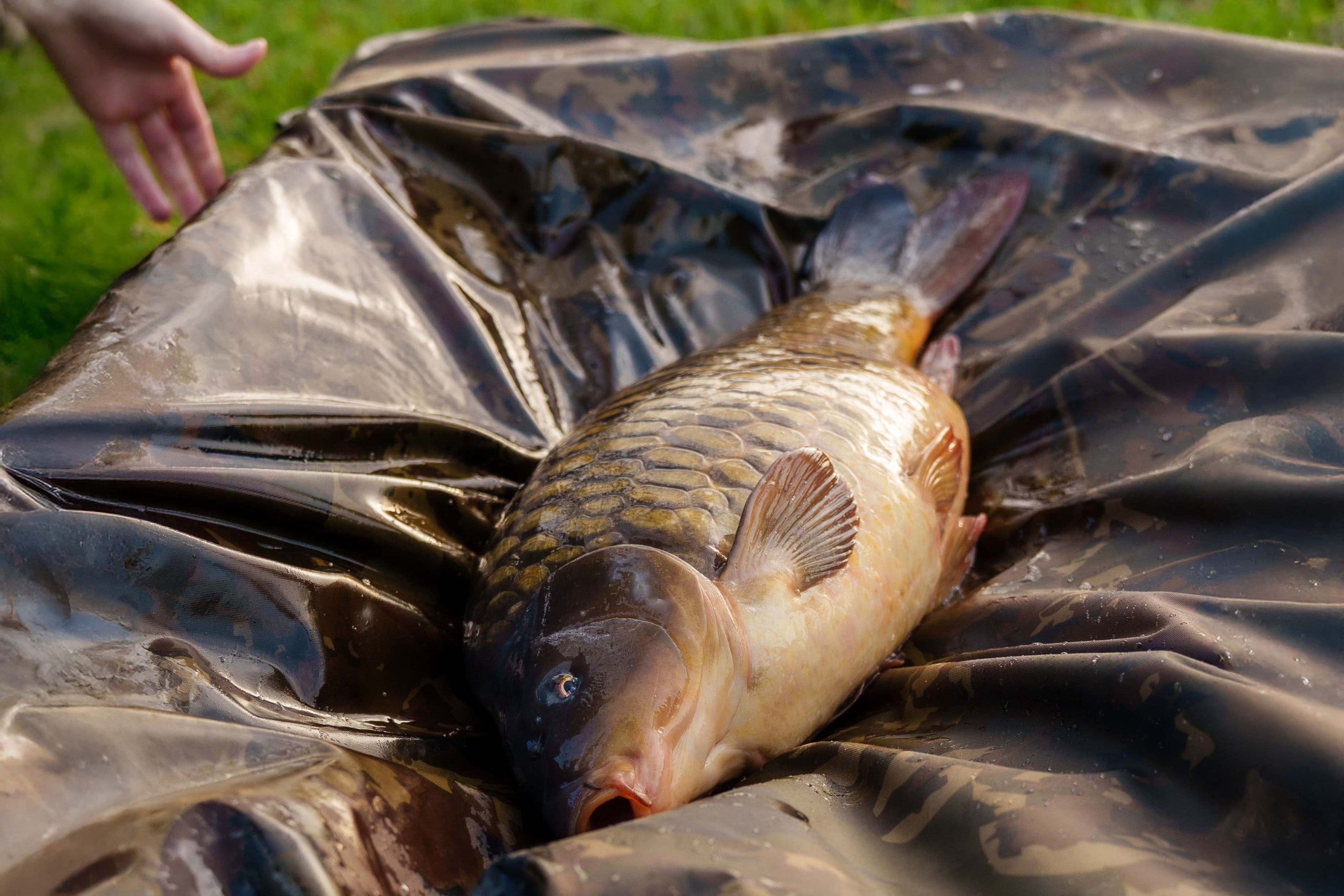 Fisch, Karp, Schuppen, Fischtag, Anglerausrüstung