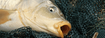 cañas de carpa